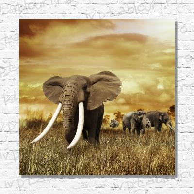 Tablou canvas animale PET108-A